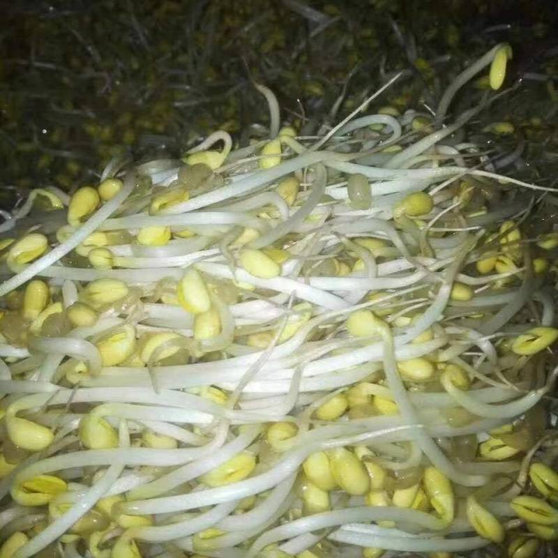 全自动豆芽机创业机器豆芽机器创业利器日产300斤一人操作