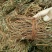 鸡骨草批发500g滋补煲汤料滋补干货有叶相思藤草根农产品