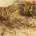 鸡骨草批发500g滋补煲汤料滋补干货有叶相思藤草根农产品