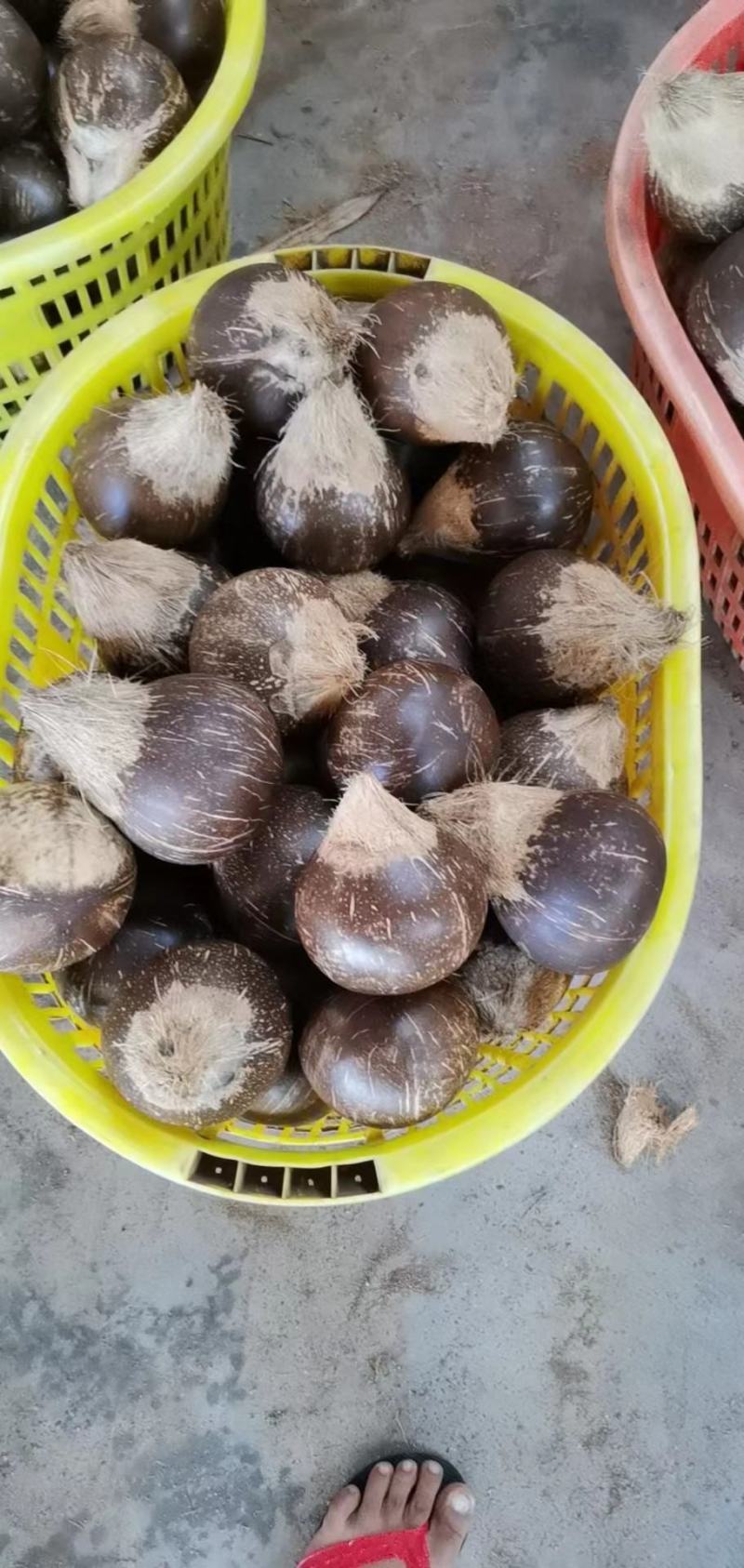 海南三亚奶椰王适合清补凉椰子鸡店煲汤椰子冻
