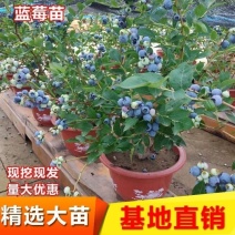 正宗蓝莓树苗特大果蓝莓苗盆栽地栽阳台庭院南方北方种植批发