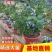 正宗蓝莓树苗特大果蓝莓苗盆栽地栽阳台庭院南方北方种植批发