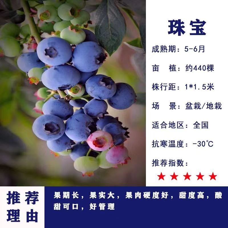 正宗蓝莓树苗特大果蓝莓苗盆栽地栽阳台庭院南方北方种植批发