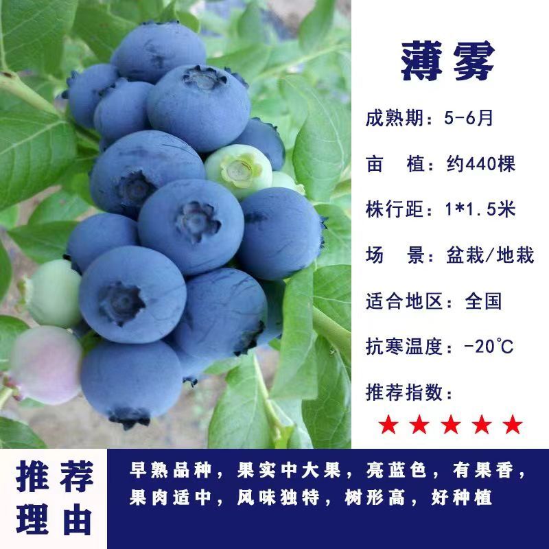 正宗蓝莓树苗特大果蓝莓苗盆栽地栽阳台庭院南方北方种植批发