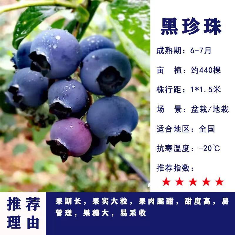 正宗蓝莓树苗特大果蓝莓苗盆栽地栽阳台庭院南方北方种植批发