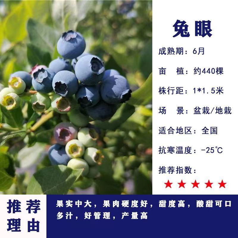 正宗蓝莓树苗特大果蓝莓苗盆栽地栽阳台庭院南方北方种植批发