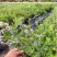 正宗蓝莓树苗特大果蓝莓苗盆栽地栽阳台庭院南方北方种植批发