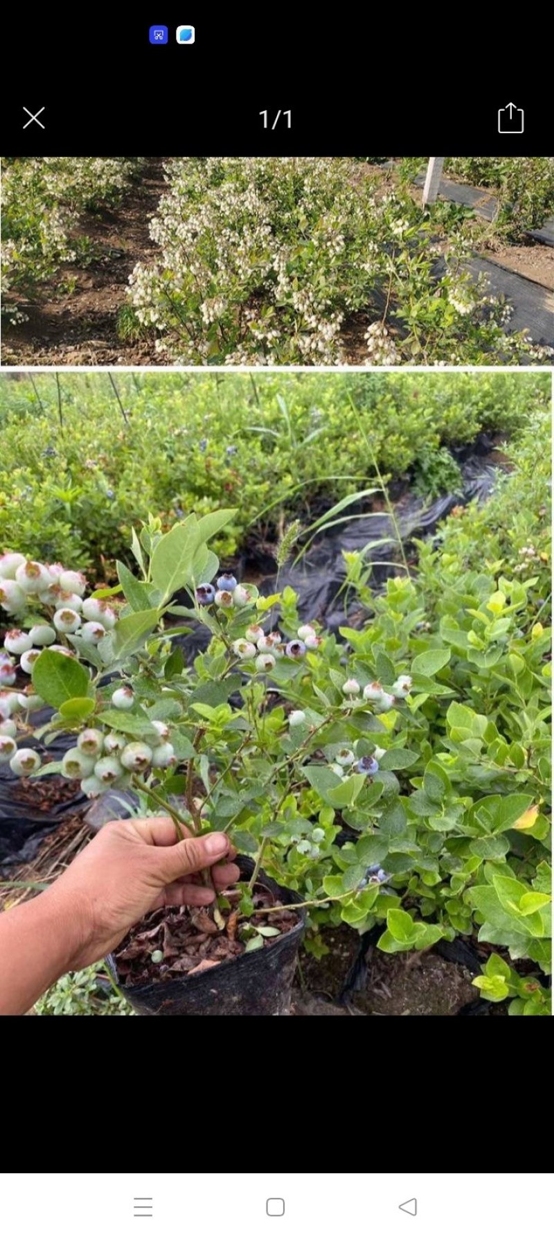正宗蓝莓树苗特大果蓝莓苗盆栽地栽阳台庭院南方北方种植批发