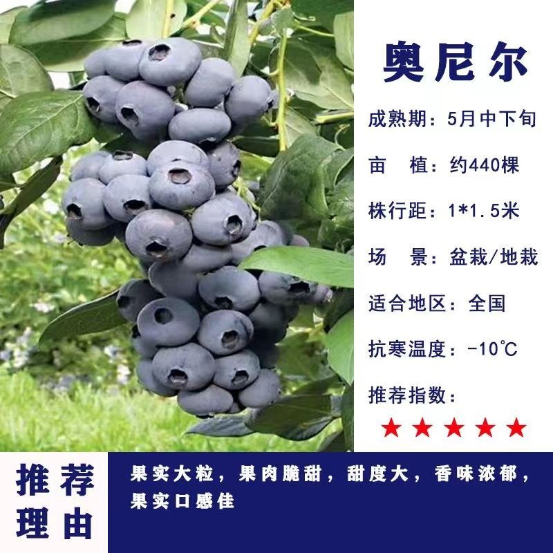 正宗蓝莓树苗特大果蓝莓苗盆栽地栽阳台庭院南方北方种植批发