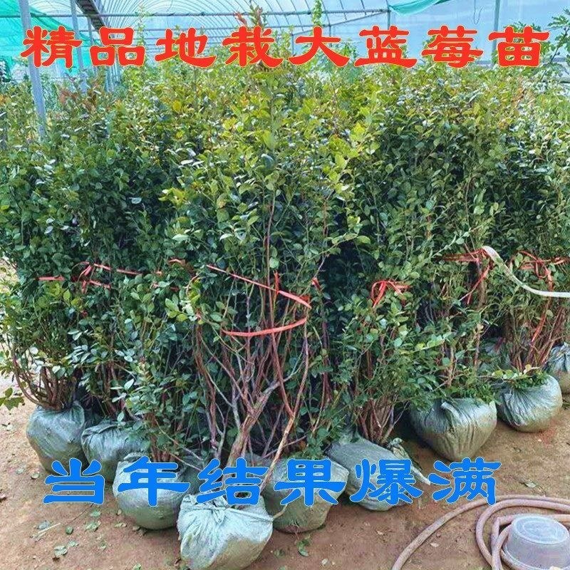 正宗蓝莓树苗特大果蓝莓苗盆栽地栽阳台庭院南方北方种植批发