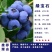 正宗蓝莓树苗特大果蓝莓苗盆栽地栽阳台庭院南方北方种植批发