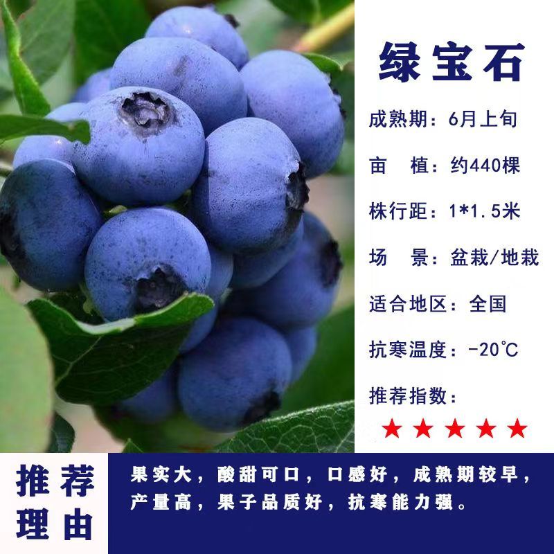 正宗蓝莓树苗特大果蓝莓苗盆栽地栽阳台庭院南方北方种植批发