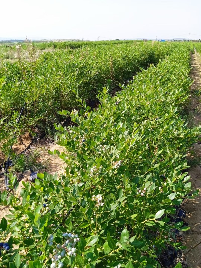 正宗蓝莓树苗特大果蓝莓苗盆栽地栽阳台庭院南方北方种植批发