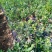正宗蓝莓树苗特大果蓝莓苗盆栽地栽阳台庭院南方北方种植批发