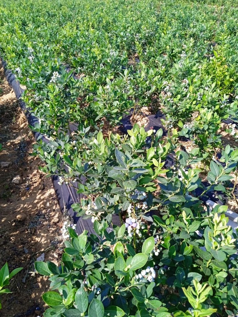 正宗蓝莓树苗特大果蓝莓苗盆栽地栽阳台庭院南方北方种植批发