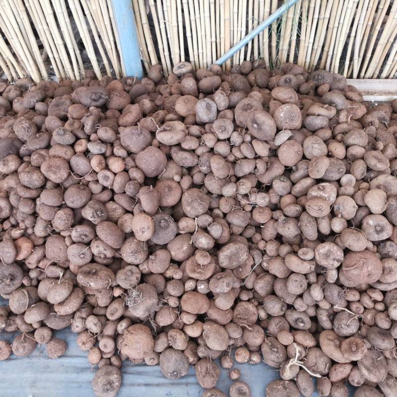 山乌龟红藤精品小货现货，适合基地上盆