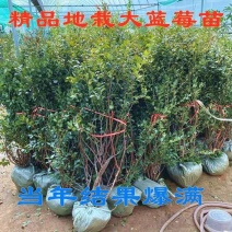 带花带果组培蓝莓树苗盆栽地栽南北方四季种植庭院阳台保湿发