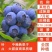带花带果组培蓝莓树苗盆栽地栽南北方四季种植庭院阳台保湿发