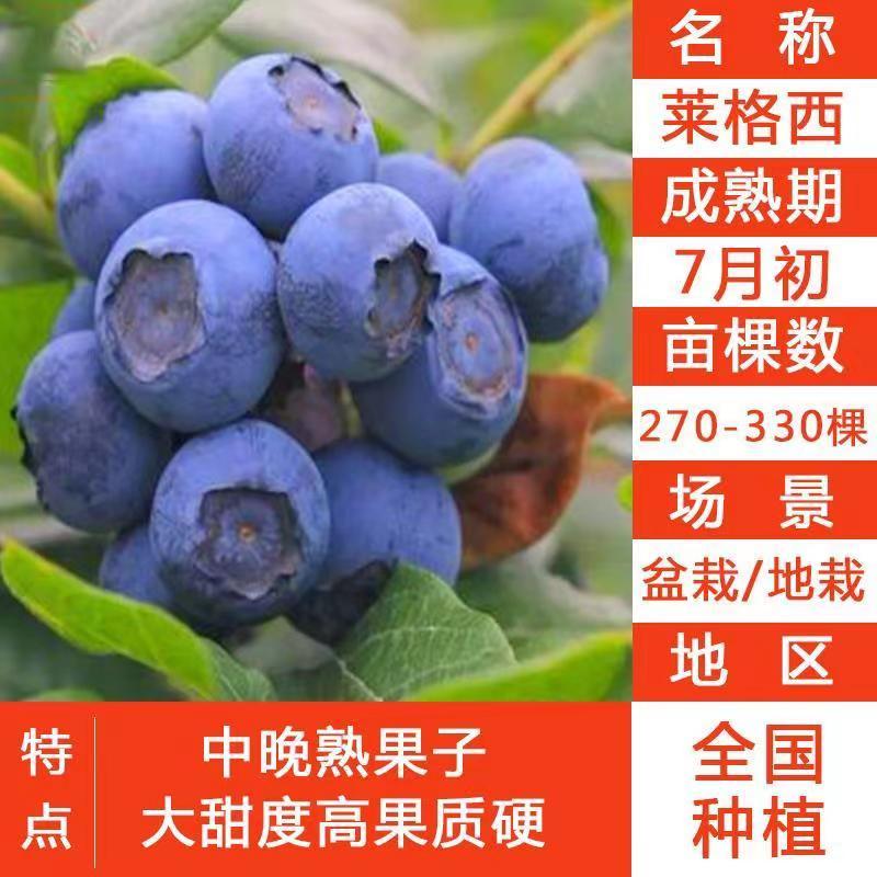 带花带果组培蓝莓树苗盆栽地栽南北方四季种植庭院阳台保湿发