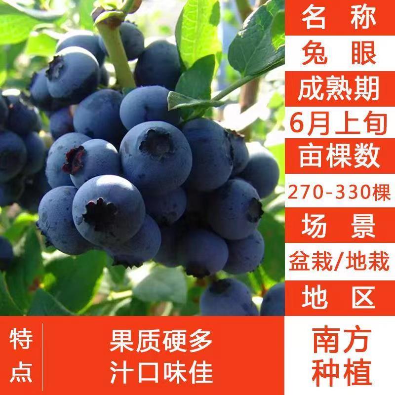 带花带果组培蓝莓树苗盆栽地栽南北方四季种植庭院阳台保湿发