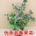 带花带果组培蓝莓树苗盆栽地栽南北方四季种植庭院阳台保湿发