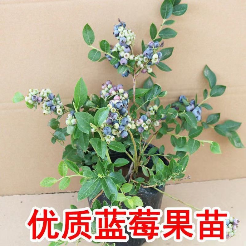 带花带果组培蓝莓树苗盆栽地栽南北方四季种植庭院阳台保湿发