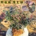 带花带果组培蓝莓树苗盆栽地栽南北方四季种植庭院阳台保湿发