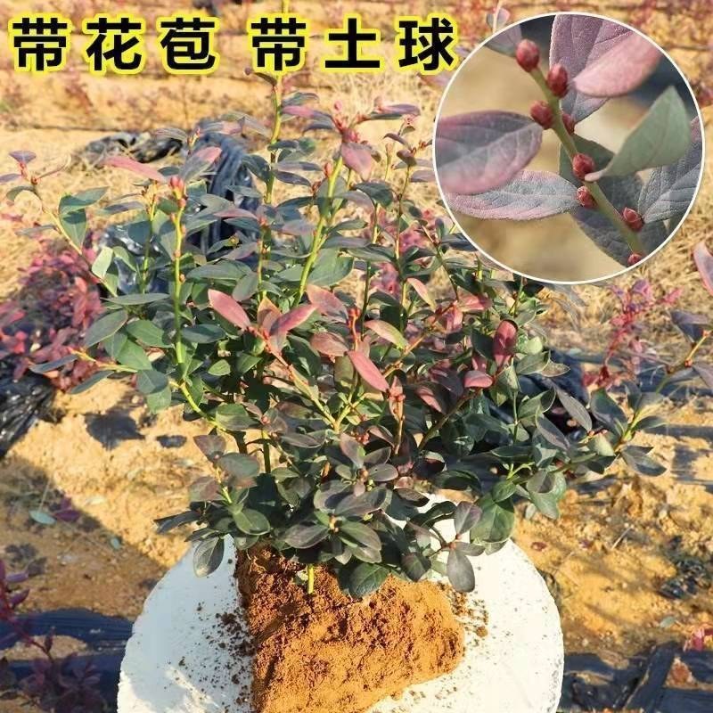 带花带果组培蓝莓树苗盆栽地栽南北方四季种植庭院阳台保湿发