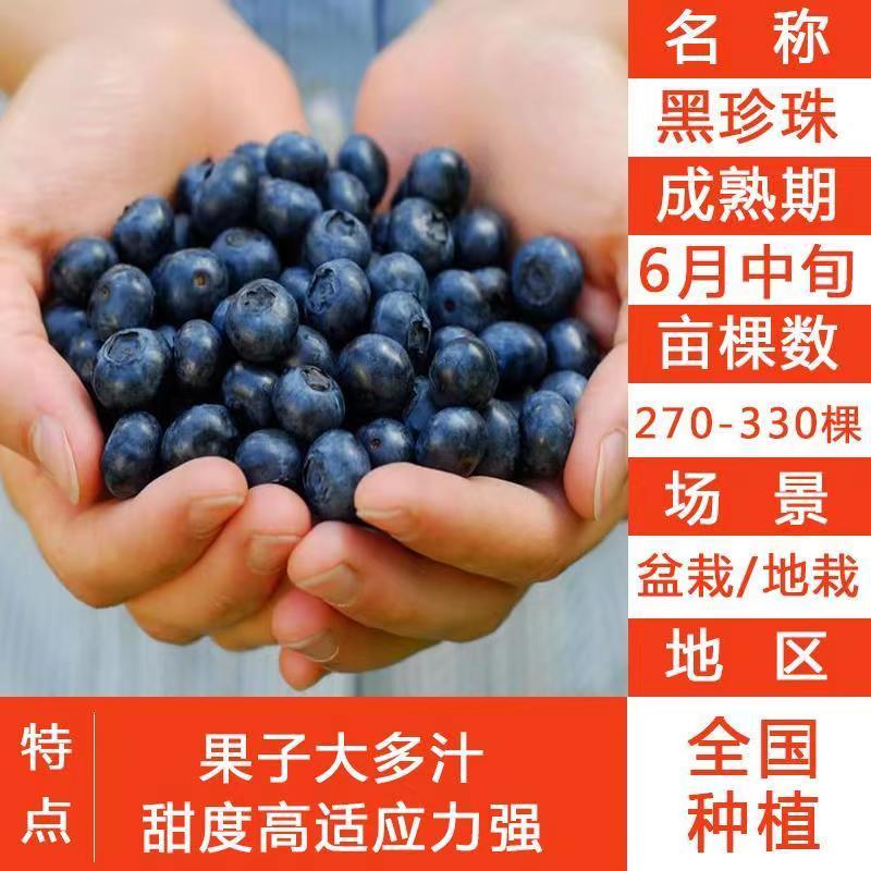带花带果组培蓝莓树苗盆栽地栽南北方四季种植庭院阳台保湿发