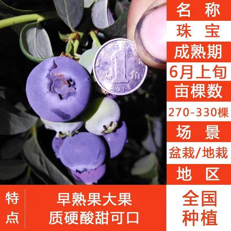 带花带果组培蓝莓树苗盆栽地栽南北方四季种植庭院阳台保湿发