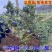 带花带果组培蓝莓树苗盆栽地栽南北方四季种植庭院阳台保湿发