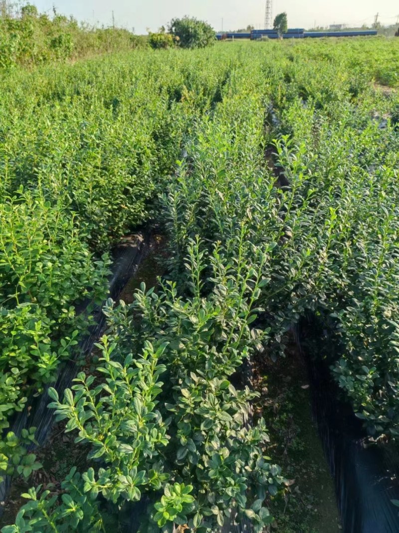 带花带果组培蓝莓树苗盆栽地栽南北方四季种植庭院阳台保湿发