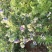 带花带果组培蓝莓树苗盆栽地栽南北方四季种植庭院阳台保湿发