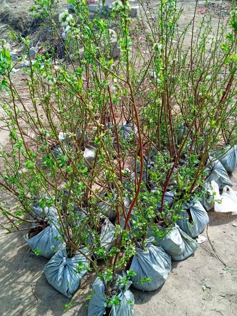 带花带果组培蓝莓树苗盆栽地栽南北方四季种植庭院阳台保湿发