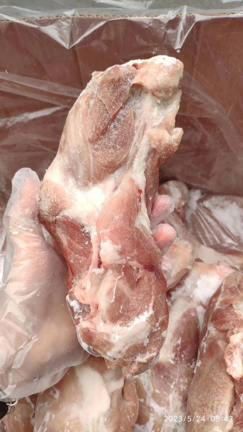 带腱前腿骨
