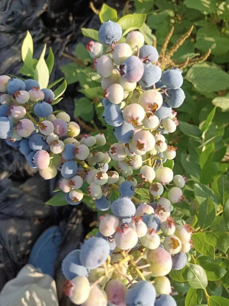 带花带果组培蓝莓树苗盆栽地栽南北方四季种植庭院阳台保湿发