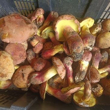 大量野生菌上市，有需要的老板提前给预定