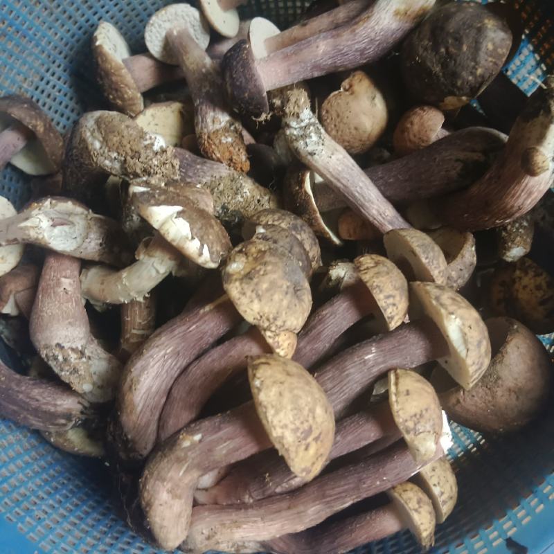 大量野生菌上市，有需要的老板提前给预定