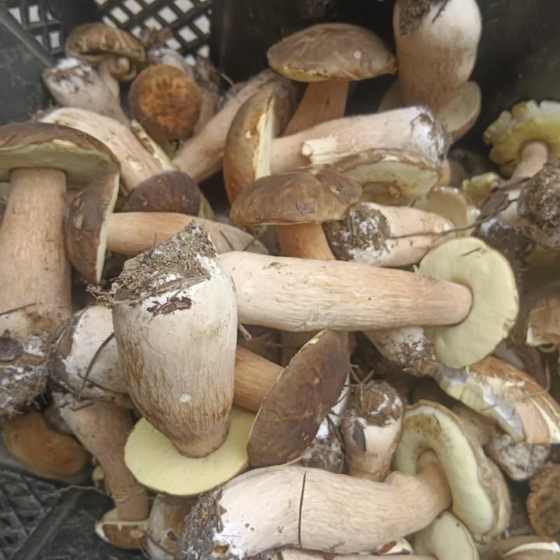大量野生菌上市，有需要的老板提前给预定