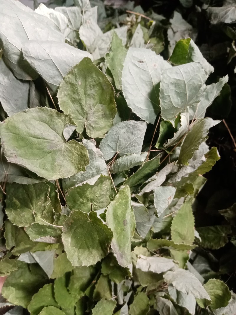 甘肃小圆叶淫羊藿无根非人工种植一手货源产地直发