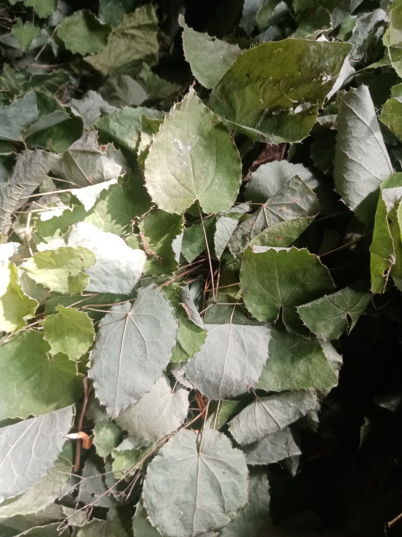 甘肃小圆叶淫羊藿无根非人工种植一手货源产地直发