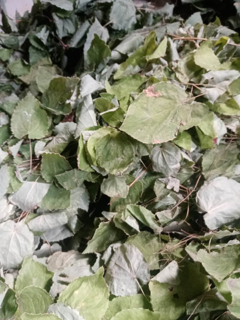 甘肃小圆叶淫羊藿无根非人工种植一手货源产地直发