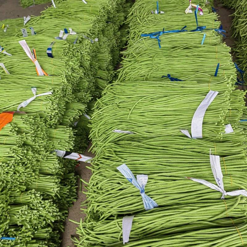 新苗豆角大量上市，有需要的随时联系