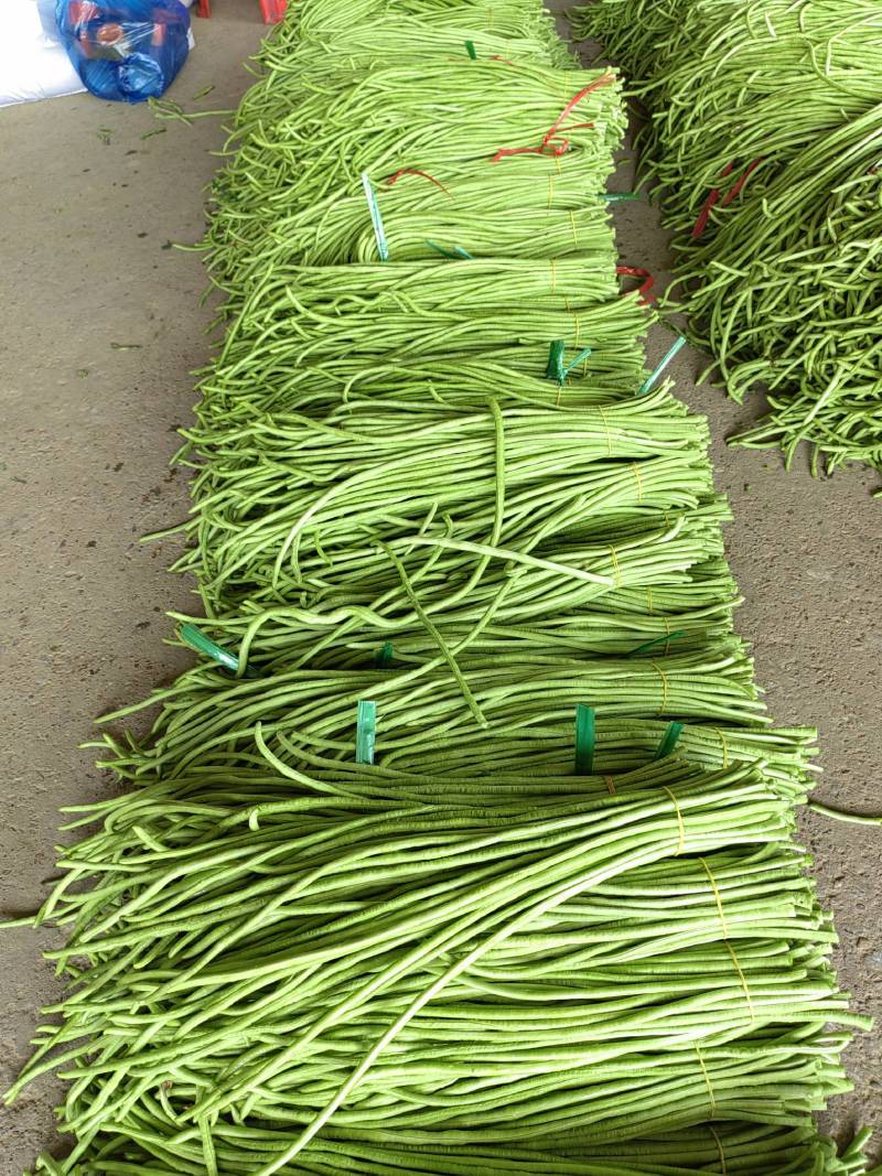 新苗豆角大量上市，有需要的随时联系