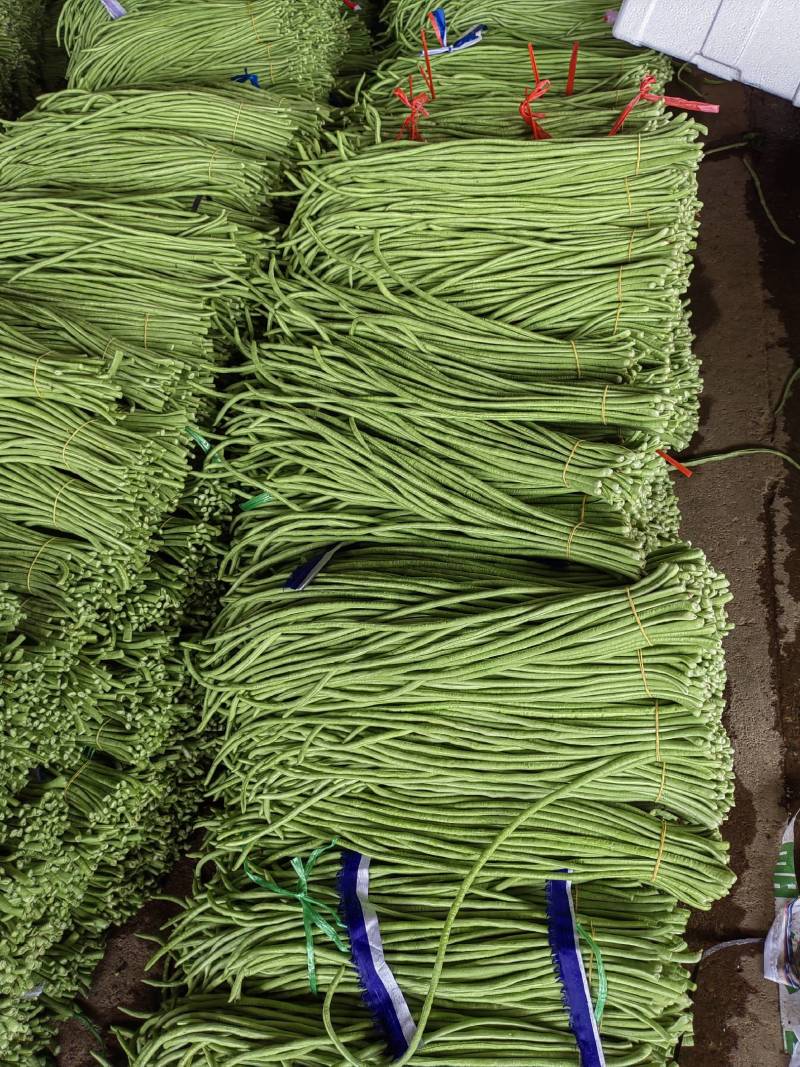 新苗豆角大量上市，有需要的随时联系