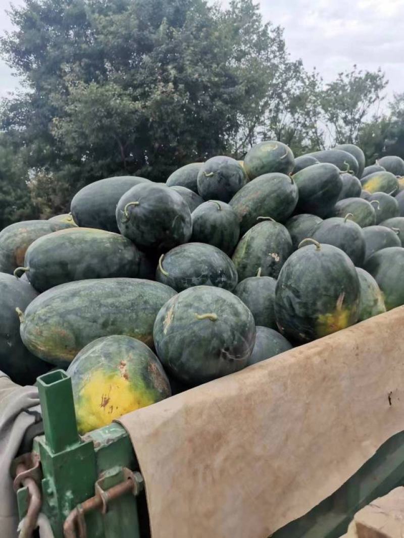 湖北宜城西瓜黑皮无籽西瓜货量充足口感脆甜实力代办
