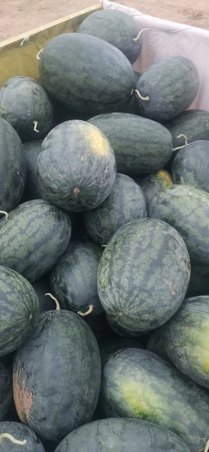 湖北宜城西瓜黑皮无籽西瓜货量充足口感脆甜实力代办