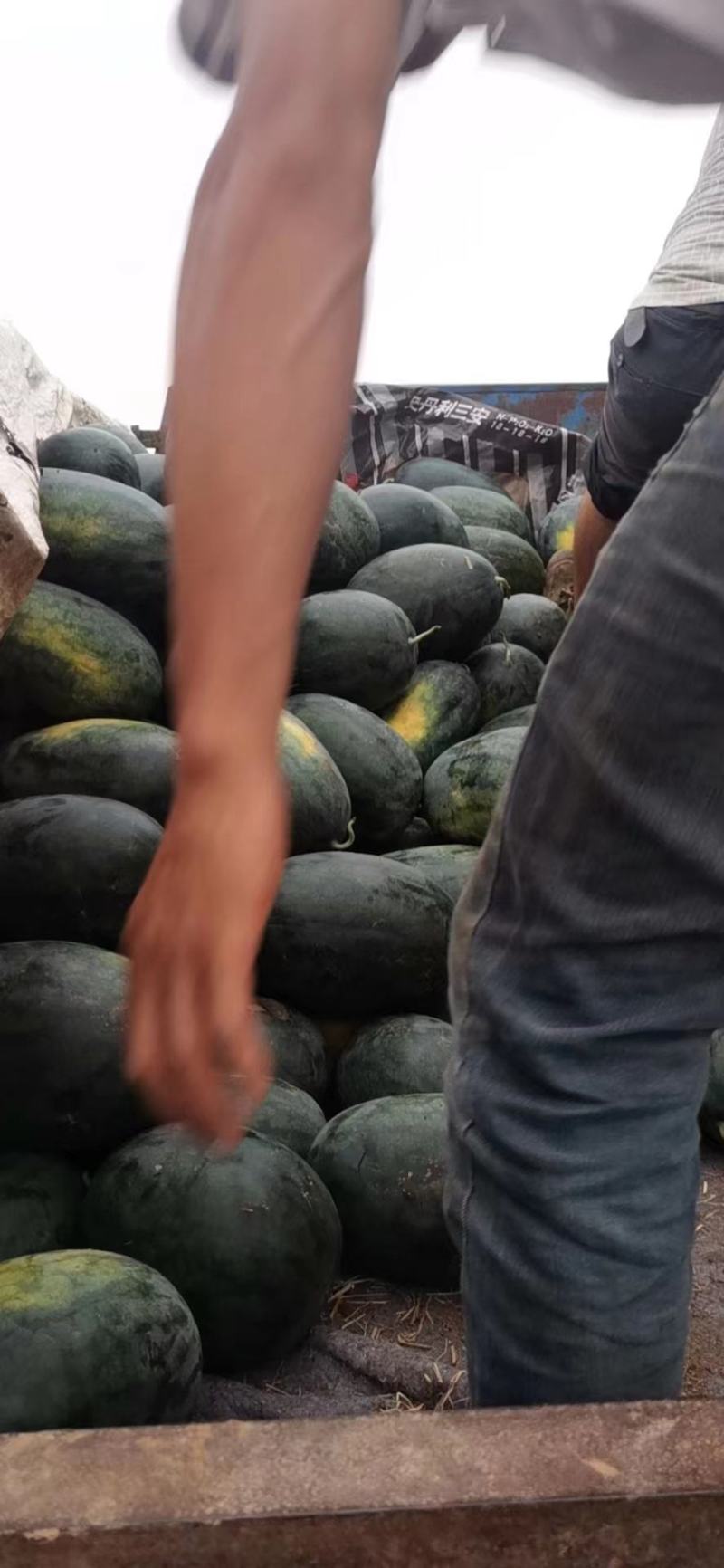 湖北宜城西瓜黑皮无籽西瓜货量充足口感脆甜实力代办
