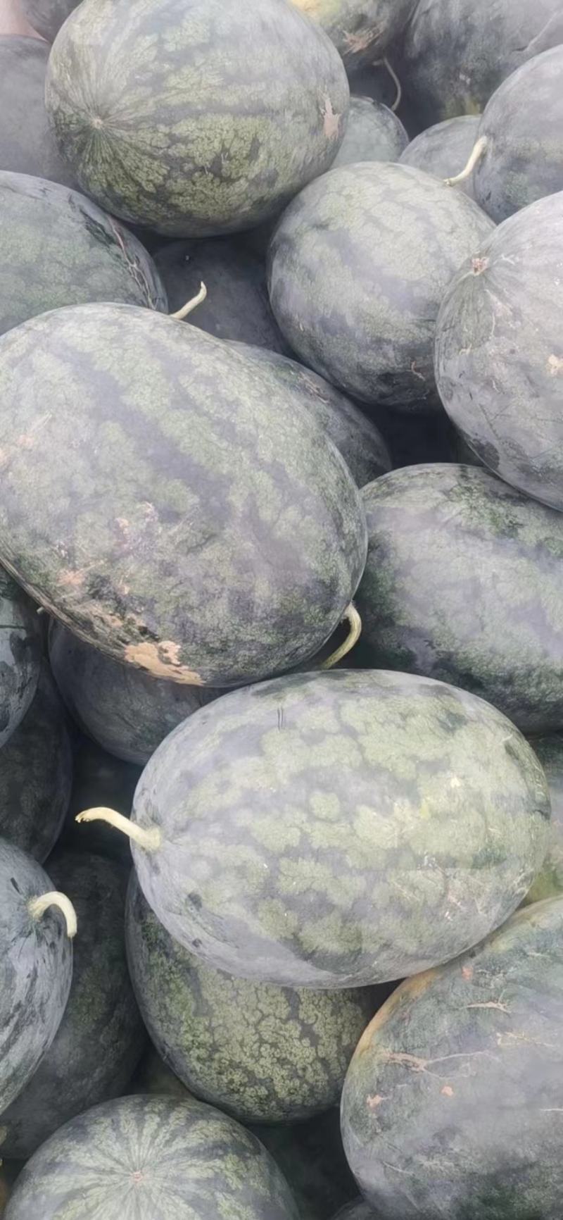 湖北宜城西瓜黑皮无籽西瓜货量充足口感脆甜实力代办