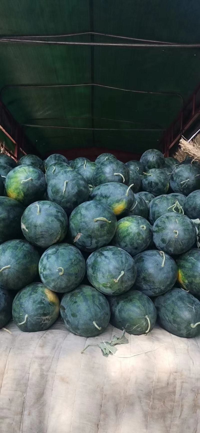 湖北宜城西瓜黑皮无籽西瓜货量充足口感脆甜实力代办